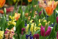 nature-blossom-plant-sun-leaf-flower-1326623-pxhere.com_